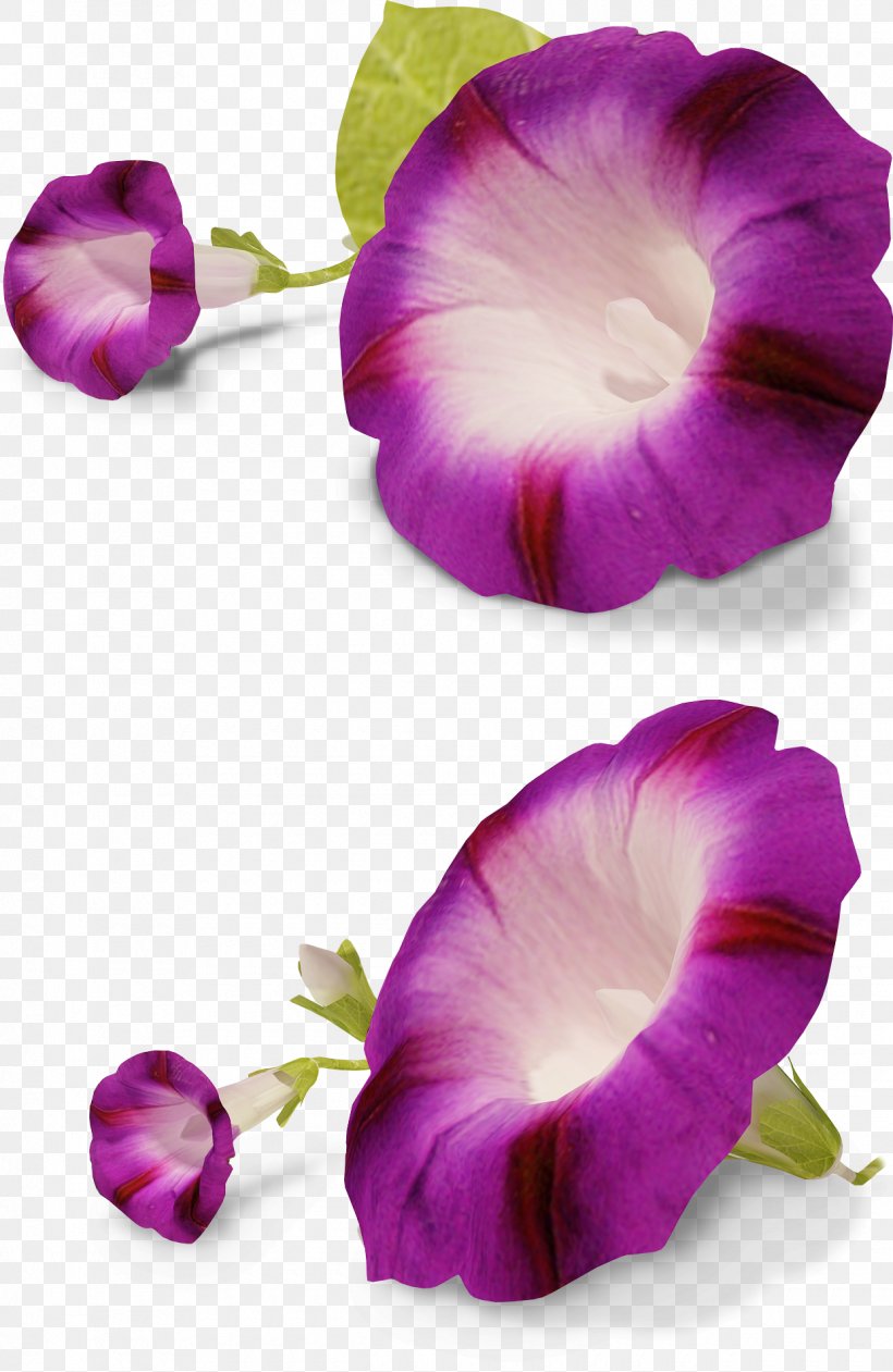Flower Ipomoea Nil Petunia Clip Art, PNG, 1240x1908px, Flower, Annual Plant, Botany, Cdr, Flowering Plant Download Free