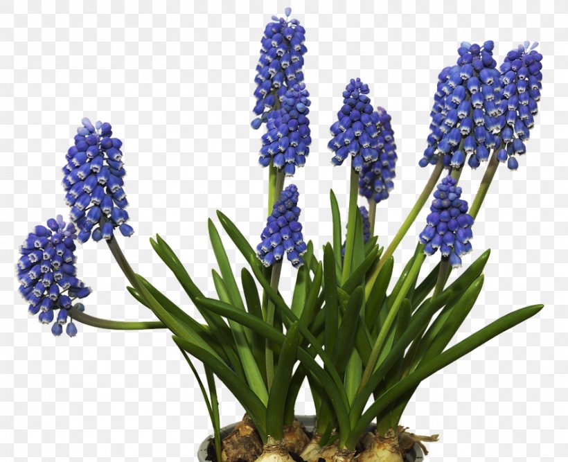 Grape Hyacinth Flower Image, PNG, 885x720px, Hyacinth, Bluebonnet, Common Water Hyacinth, Cut Flowers, English Lavender Download Free