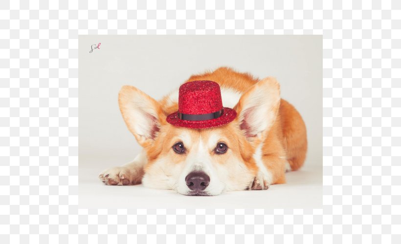 Pembroke Welsh Corgi Cardigan Welsh Corgi Puppy Dog Breed, PNG, 500x500px, Pembroke Welsh Corgi, Breed, Cardigan, Cardigan Welsh Corgi, Carnivoran Download Free