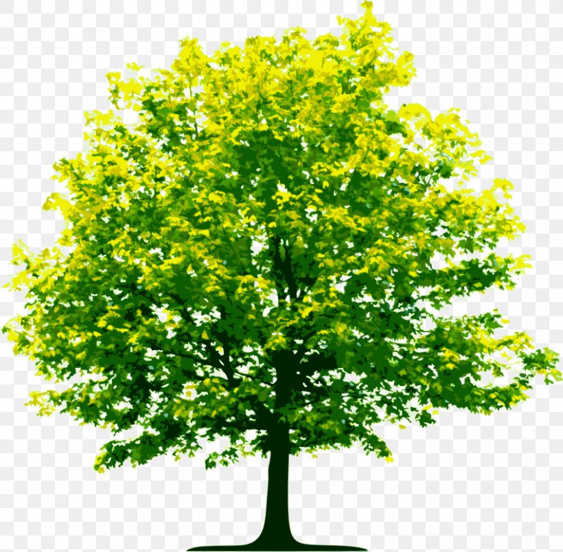 Tree Organization Image Birch, PNG, 850x834px, Tree, Birch, Branch, Business, Evergreen Download Free
