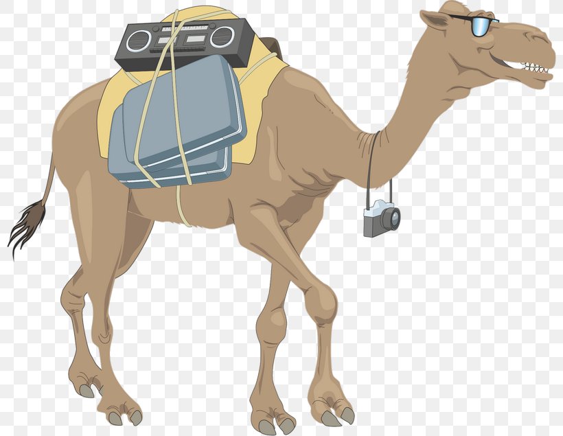 Dromedary Wildlife Clip Art, PNG, 800x635px, Dromedary, Animal, Arabian Camel, Camel, Camel Like Mammal Download Free