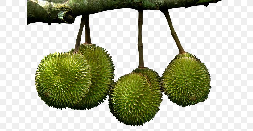 Durian Marang Cempedak Nonthaburi Province Fruit, PNG, 643x425px, Durian, Artocarpeae, Artocarpus, Artocarpus Camansi, Artocarpus Odoratissimus Download Free