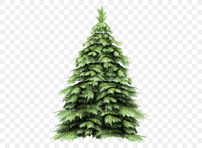 Firtree, PNG, 450x600px, New Year Tree, Biome, Christmas Decoration, Christmas Ornament, Christmas Tree Download Free