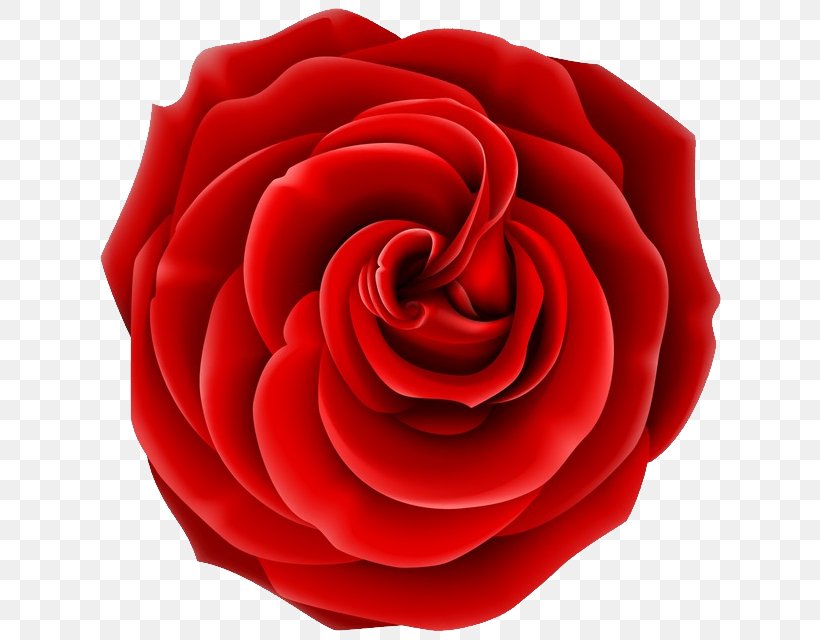 Flowers Background, PNG, 648x640px, Rose, Camellia, China Rose, Cut Flowers, Floribunda Download Free