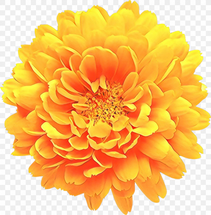 Orange, PNG, 1175x1200px, Flower, Cut Flowers, English Marigold, Gerbera, Orange Download Free