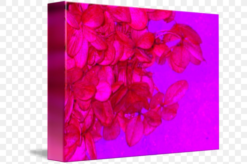 Pink M RTV Pink, PNG, 650x547px, Pink M, Flower, Lilac, Magenta, Petal Download Free