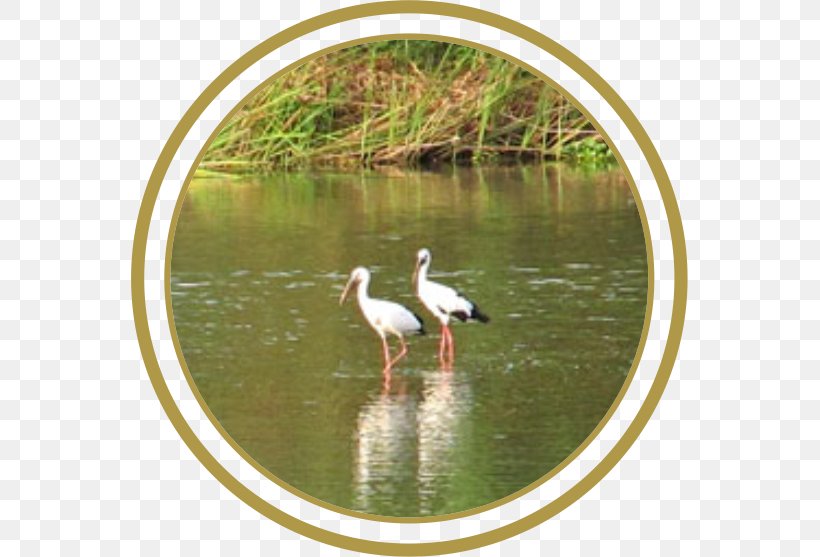 Stork Crane Water Resources Bird Pond, PNG, 557x557px, Stork, Beak, Bird, Ciconiiformes, Crane Download Free