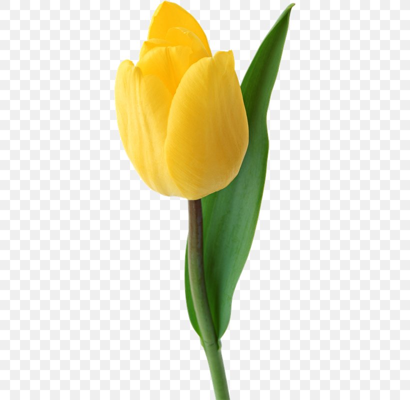 Tulip Clip Art, PNG, 363x800px, Tulip, Bud, Cut Flowers, Flower, Flowering Plant Download Free