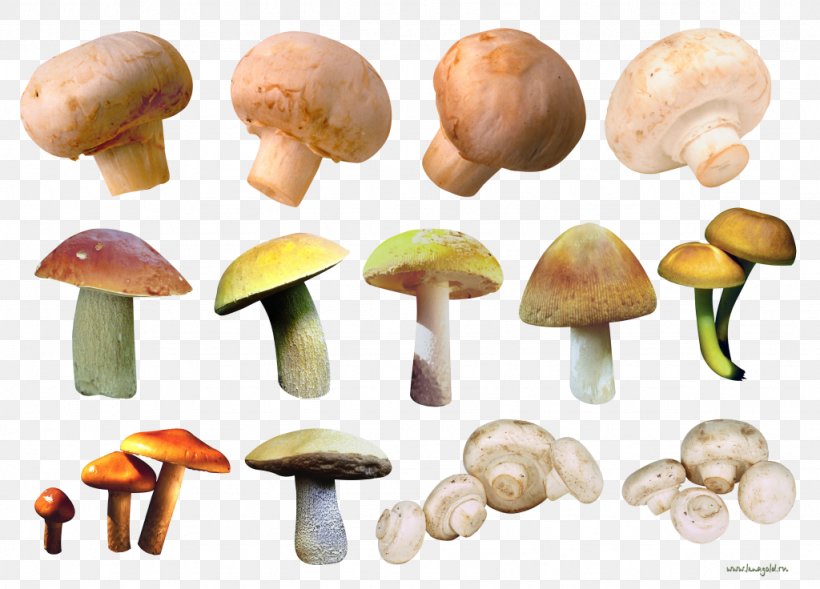 Common Mushroom Fungus Oyster Mushroom Edible Mushroom, PNG, 1024x736px, Common Mushroom, Agaricaceae, Agaricomycetes, Agaricus, Champignon Mushroom Download Free