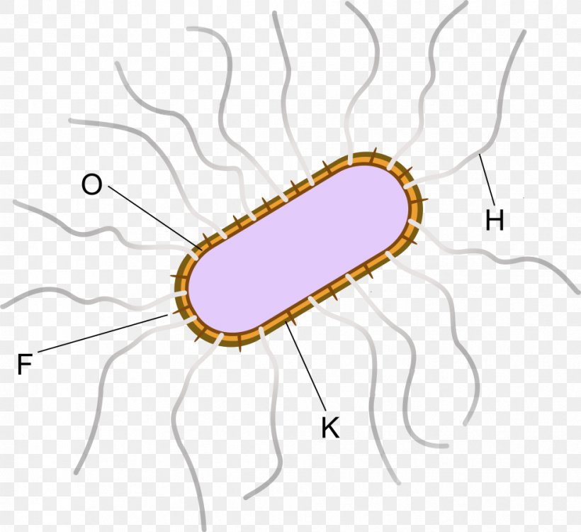 E. Coli Asiatic Cholera Bacteria Antigen Vibrio Parahaemolyticus, PNG, 982x899px, Watercolor, Cartoon, Flower, Frame, Heart Download Free