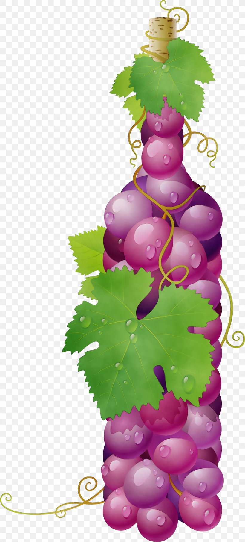 Grape Grapevine Family Vitis Leaf Plant, PNG, 1609x3552px, Watercolor, Bottle, Flower, Fruit, Grape Download Free
