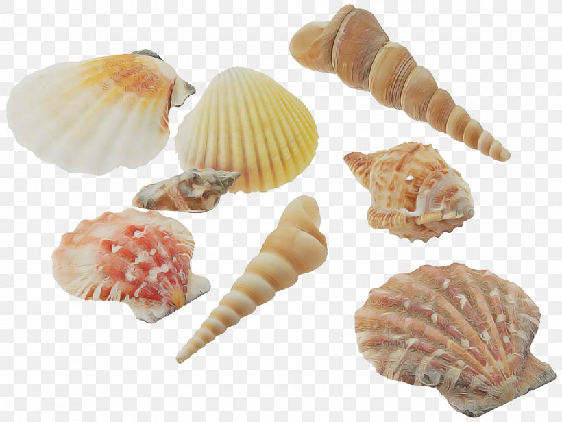 Shell Conchiglie Bivalve Conch Food, PNG, 1500x1127px, Shell, Bivalve, Cockle, Conch, Conchiglie Download Free