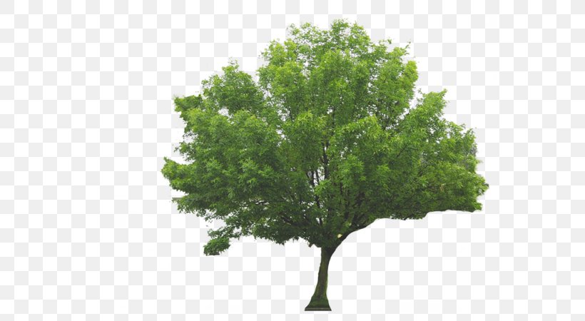 Tree Sermon Genesis Plant Covenant Baptist Church, PNG, 600x450px, Tree, Abraham, Branch, Covenant Baptist Church, Evergreen Download Free