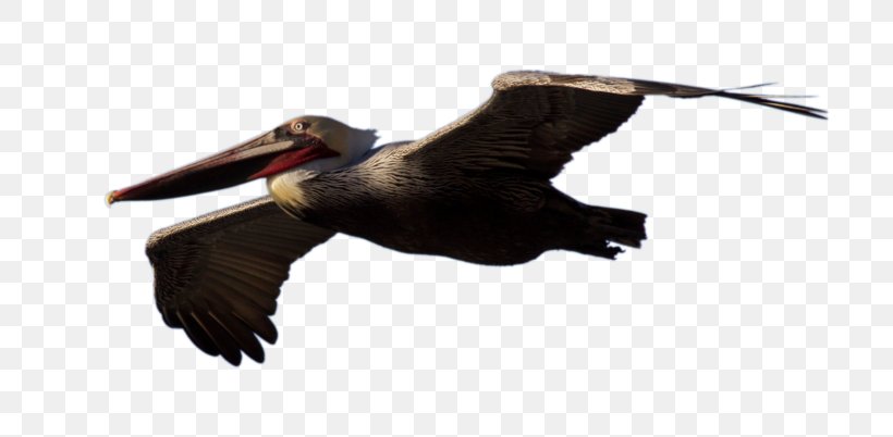 Bird Brown Pelican, PNG, 800x402px, Bird, Animal, Beak, Brown Pelican, Common Ostrich Download Free