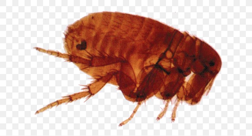 Chigoe Flea Tungiasis Insect Infection, PNG, 665x441px, Chigoe Flea, Arthropod, Digit, Disease, Fauna Download Free