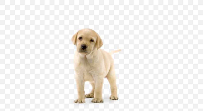 Labrador Retriever Golden Retriever Puppy Basset Hound Poodle, PNG, 580x450px, Labrador Retriever, Basset Hound, Breed, Carnivoran, Companion Dog Download Free
