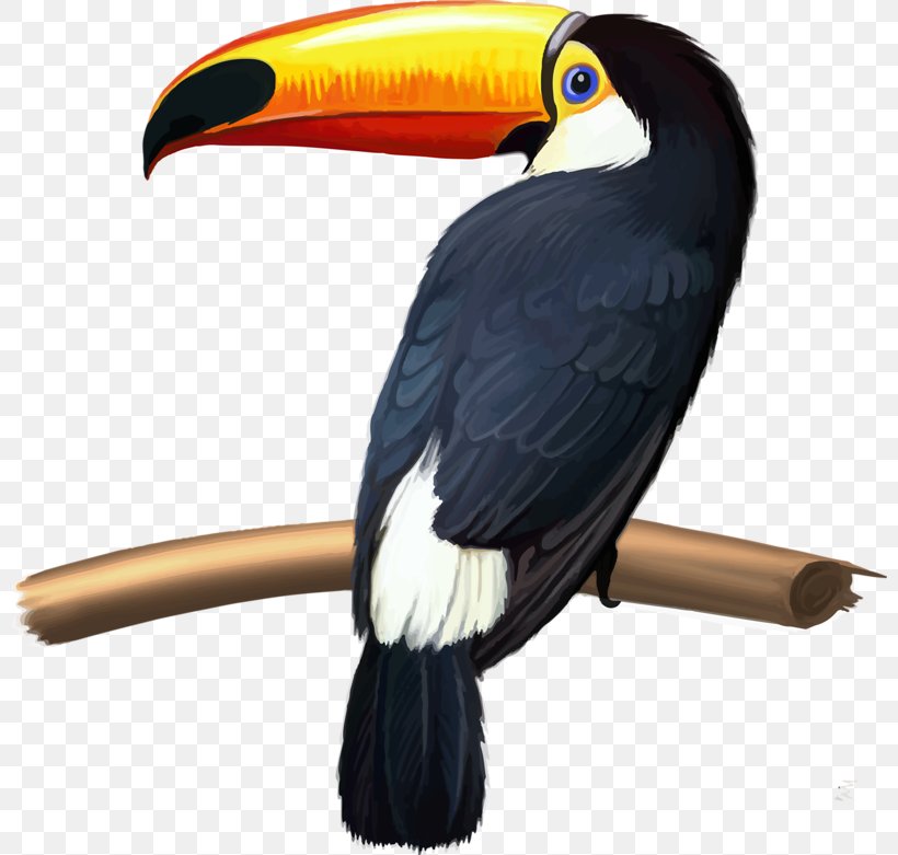 Bird Keel-billed Toucan Green-billed Toucan Knobbed Hornbill Toco Toucan, PNG, 800x781px, Bird, Animal, Beak, Channelbilled Toucan, Greenbilled Toucan Download Free