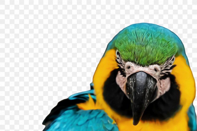 Bird Parrot, PNG, 2448x1632px, Macaw, Beak, Bird, Budgerigar, Budgie Download Free