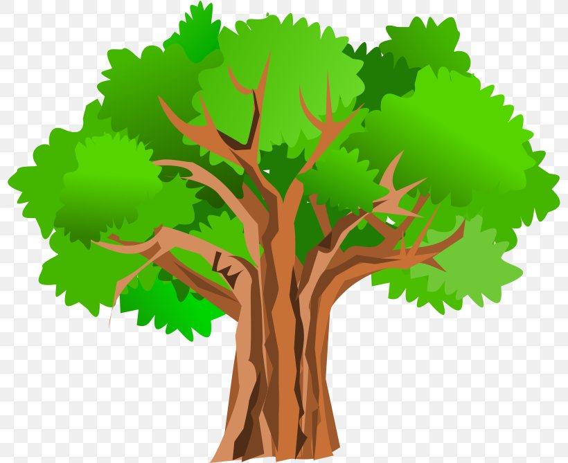 Tree Giant Sequoia Clip Art, PNG, 800x669px, Tree, Branch, Document, Drawing, Fir Download Free