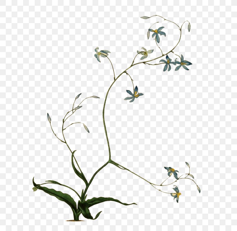 Botanical Illustration Botany Photography Flower, PNG, 616x800px, Botanical Illustration, Botany, Branch, Cut Flowers, Drawing Download Free