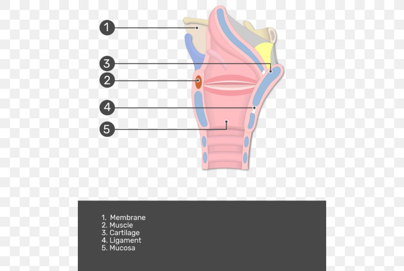 Muscles Of The Larynx Anatomy Mucous Membrane, PNG, 504x550px, Watercolor, Cartoon, Flower, Frame, Heart Download Free