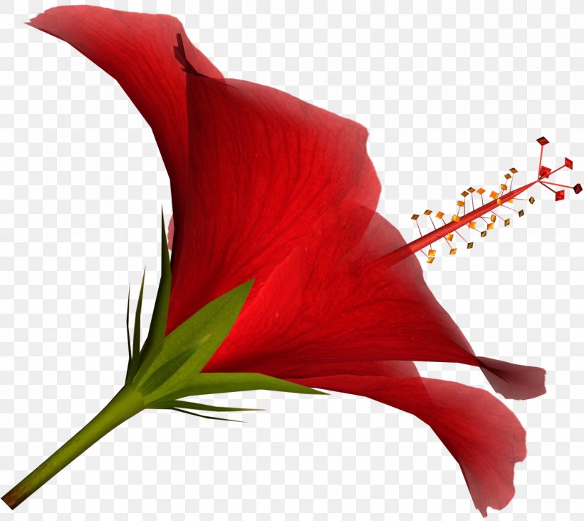 Shoeblackplant Flower Clip Art, PNG, 1272x1134px, Shoeblackplant, Color, Cut Flowers, Digital Image, Flower Download Free