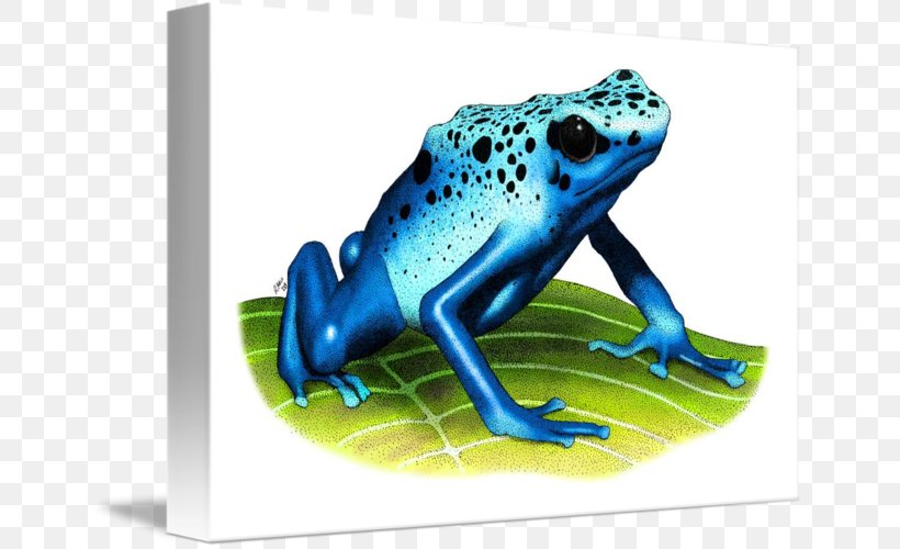 True Frog Tree Frog Toad Blue Poison Dart Frog, PNG, 650x500px, True Frog, Amphibian, Art, Blanket, Blue Poison Dart Frog Download Free