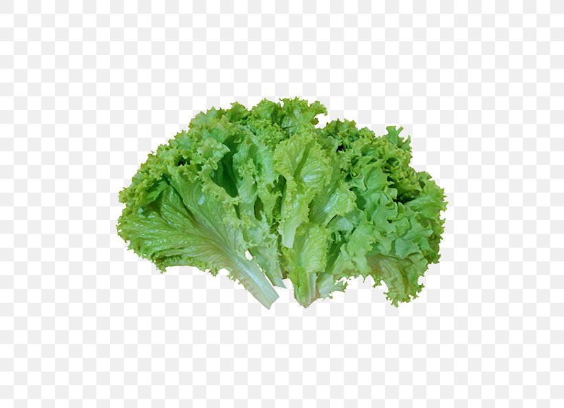 Caesar Salad Leaf Vegetable Lettuce, PNG, 500x593px, Caesar Salad, Broccoli, Collard Greens, Coriander, Cruciferous Vegetables Download Free