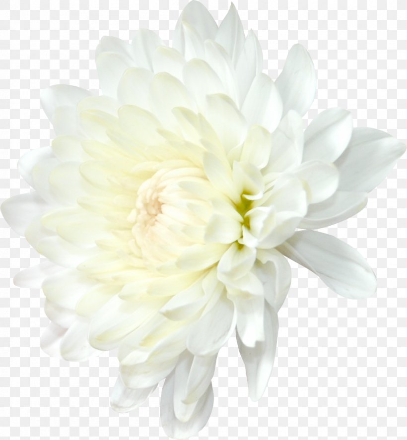 Chrysanthemum Dahlia Transvaal Daisy Flower Clip Art, PNG, 998x1080px, Chrysanthemum, Artificial Flower, Chamomile, Chrysanths, Common Daisy Download Free