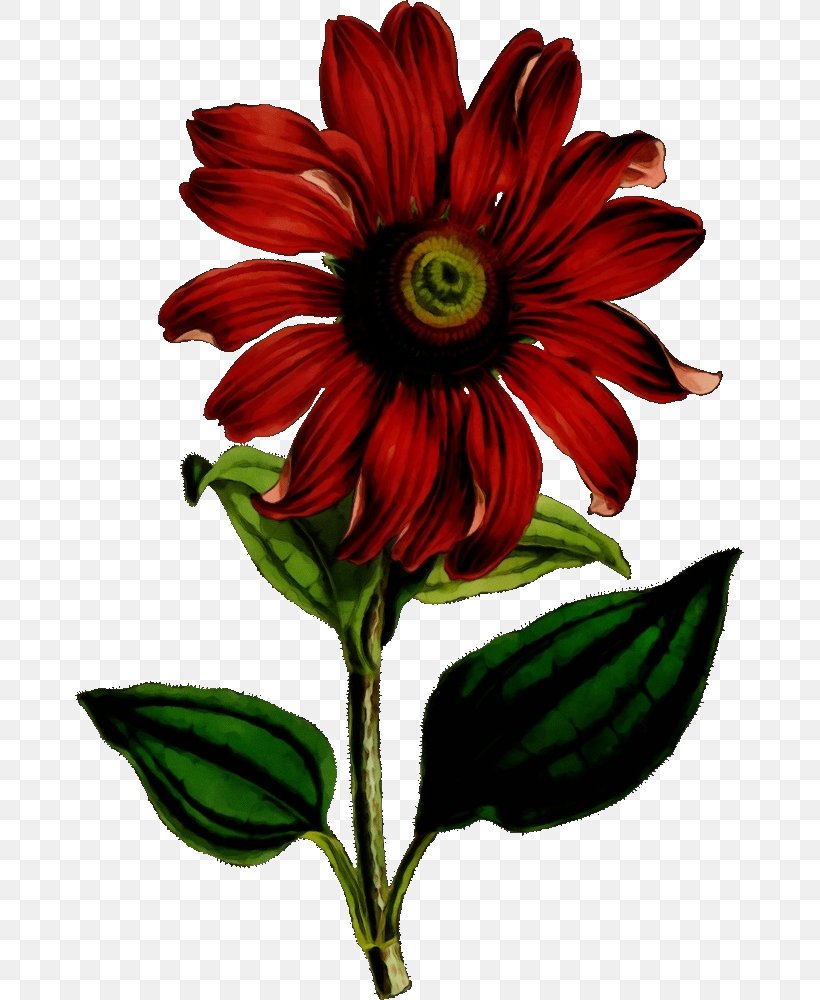 Flower Flowering Plant Plant Red Petal, PNG, 669x1000px, Watercolor, Dahlia, Daisy Family, Flower, Flowering Plant Download Free