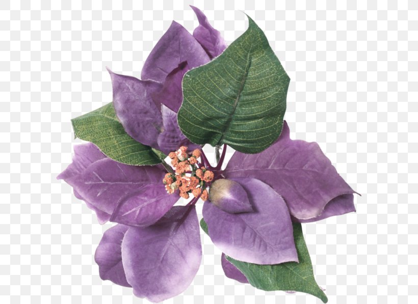 Flower Violet Purple Leaf Color, PNG, 600x597px, Flower, Blue, Color, Fascinator, Green Download Free