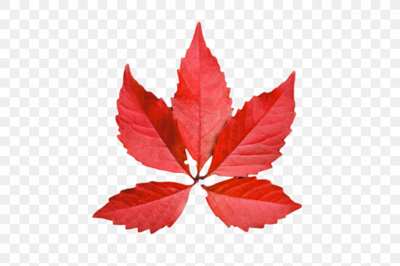 Leaf Maple Leaf / M Petal M-tree Tree, PNG, 1200x800px, Leaf, Biology, Maple Leaf M, Mtree, Petal Download Free