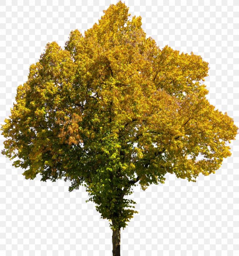 Clip Art Tree Transparency Desktop Wallpaper, PNG, 960x1031px, Tree, Autumn, Autumn Leaf Color, Deciduous, Fall Tree Download Free