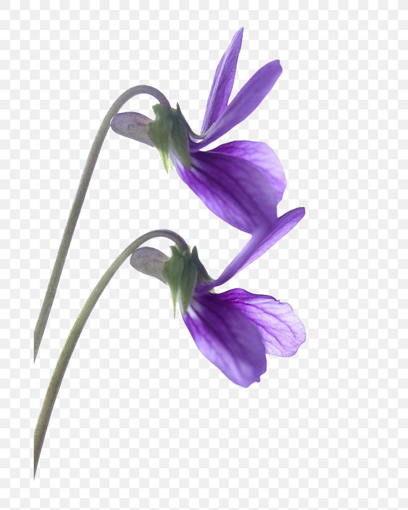 Violet Flower Drawing Purple Clip Art, PNG, 683x1024px, Violet, Drawing, Flower, Flowering Plant, Green Download Free