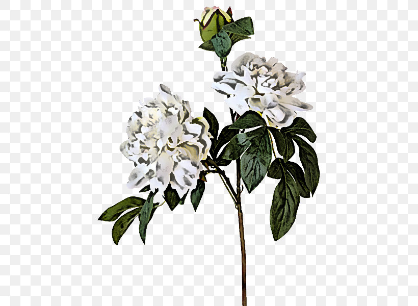 Artificial Flower, PNG, 800x600px, Flower, Artificial Flower, Cut Flowers, Mock Orange, Petal Download Free