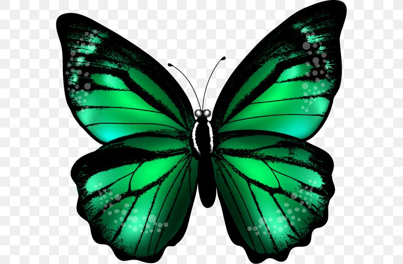 Butterfly Green Color Clip Art, PNG, 592x538px, Butterfly, Arthropod, Bluegreen, Brush Footed Butterfly, Butterflies And Moths Download Free