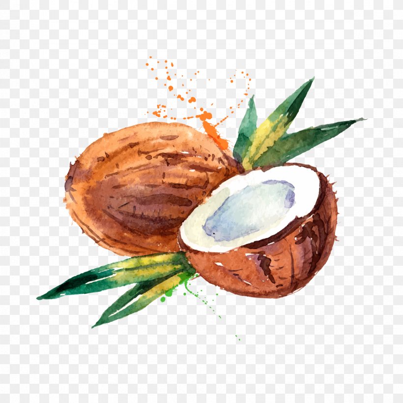 Coconut Water Coconut Milk Watercolor Painting, PNG, 1181x1181px, Coconut Water, Coconut, Coconut Milk, Coconut Oil, Drawing Download Free