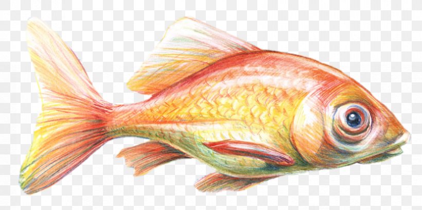 Goldfish Feeder Fish Fin Marine Biology Fish Products, PNG, 828x412px, Goldfish, Biology, Bony Fish, Feeder Fish, Fin Download Free