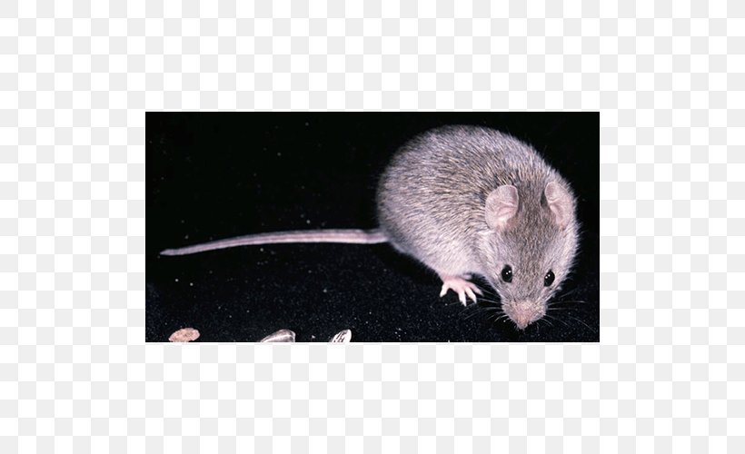 Mouse Rat Gerbil Zygodontomys Brevicauda Rodent, PNG, 500x500px, Mouse, Alchetron Technologies, Animal, Dormouse, Fauna Download Free
