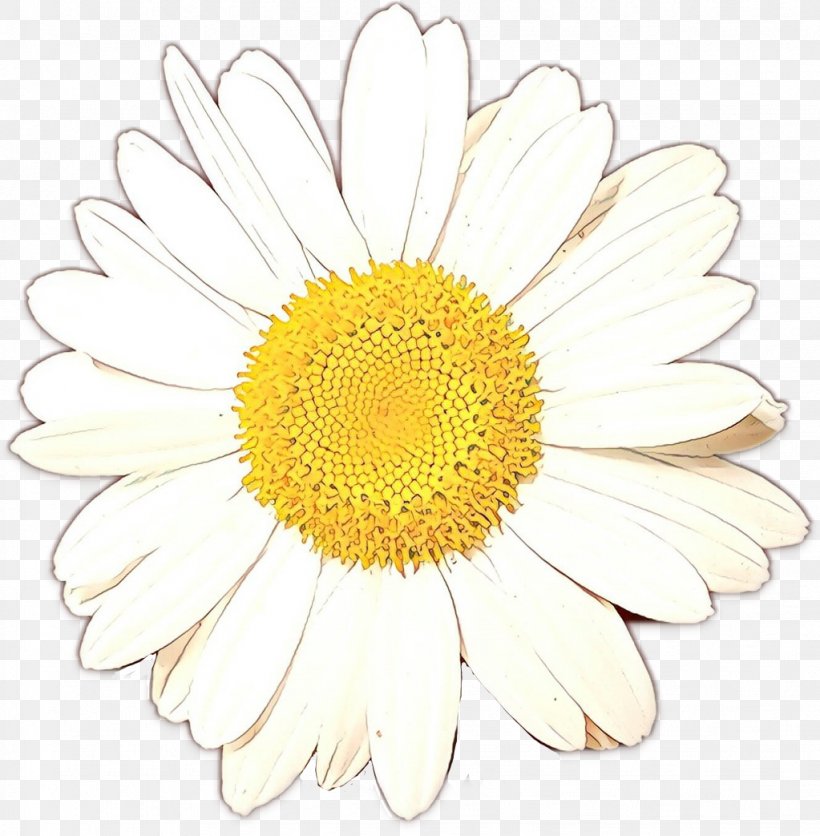 Oxeye Daisy Chrysanthemum Transvaal Daisy Floral Design Cut Flowers, PNG, 1023x1043px, Oxeye Daisy, Aster, Asterales, Barberton Daisy, Camomile Download Free