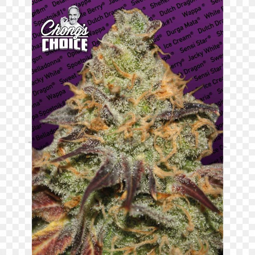 Paradise Seeds Cannabis Sativa Skunk Autoflowering Cannabis, PNG, 1000x1000px, Paradise Seeds, Amsterdam Seed Center, Autoflowering Cannabis, Cannabis, Cannabis Cultivation Download Free