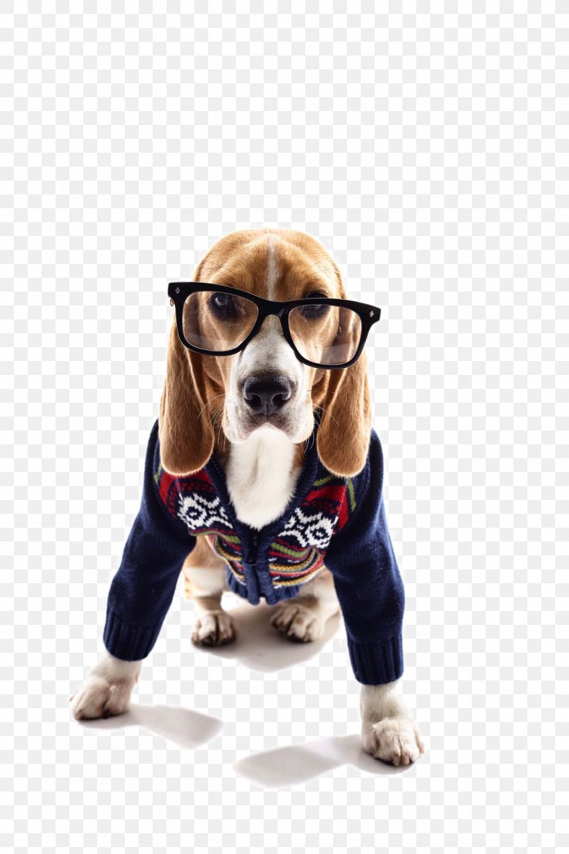 Pug Beagle Jack Russell Terrier Bulldog Puppy, PNG, 1100x1650px, Pug, Beagle, Bulldog, Carnivoran, Cuteness Download Free