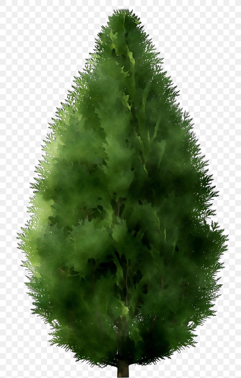 Spruce Fir Christmas Tree Pine Larch, PNG, 783x1285px, Spruce, American Larch, Balsam Fir, Biome, Christmas Day Download Free
