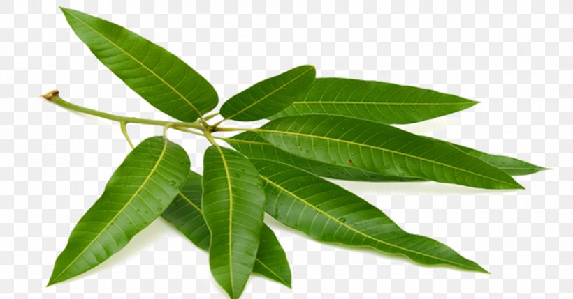Tea Mango Leaf Puri Fruit, PNG, 992x519px, Tea, Diabetes Mellitus, Food, Fruit, Fruit Tree Download Free