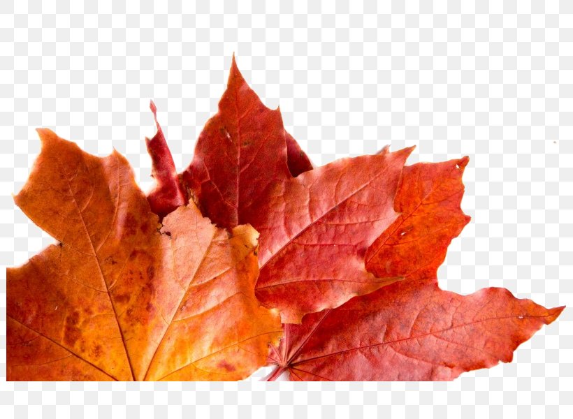 Autumn Leaves Maple Leaf, PNG, 801x600px, Autumn Leaves, Autumn, Autumn Leaf Color, Deciduous, Green Download Free