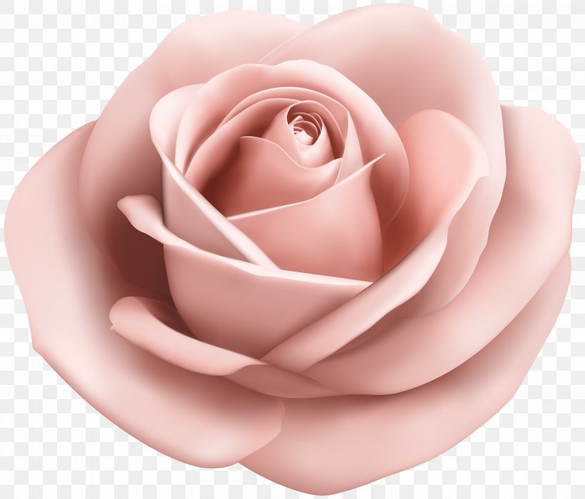 Garden Roses Pink Clip Art, PNG, 6000x5129px, Rose, Blog, Blue Rose, Close Up, Drawing Download Free