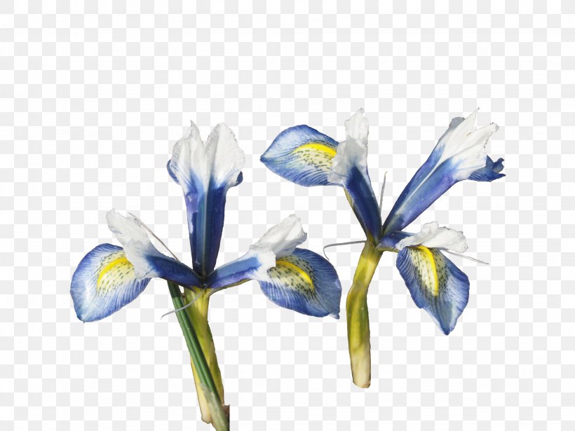 Orris Root Irises Cut Flowers, PNG, 2048x1536px, Orris Root, Blue, Com, Cut Flowers, Flora Download Free
