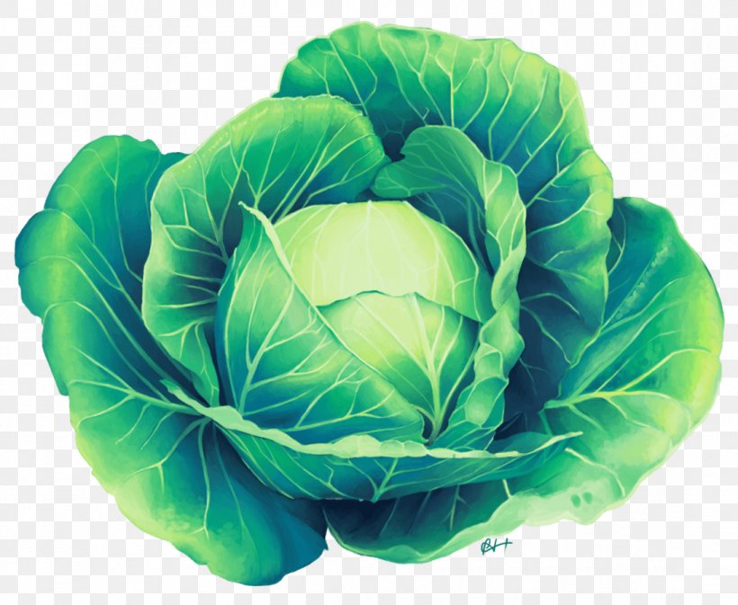 Savoy Cabbage Leaf Vegetable, PNG, 1095x900px, Cabbage, Bing, Brassica Oleracea, Cabbage Soup, Cabbage Soup Diet Download Free