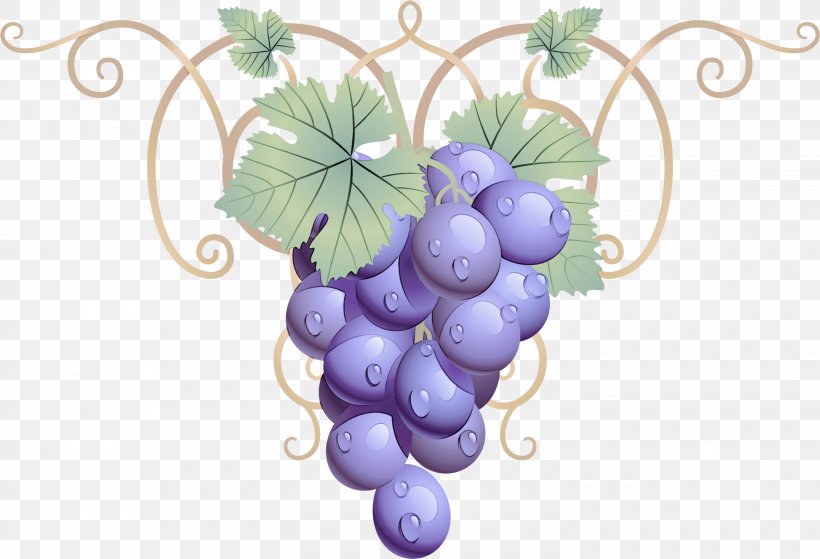 Grape Grape Leaves Grapevine Family Vitis Plant, PNG, 3000x2046px, Grape, Fruit, Grape Leaves, Grapevine Family, Leaf Download Free
