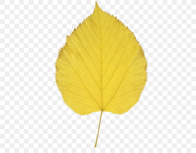 Paper Birch Autumn Leaf Color Clip Art, PNG, 640x640px, Paper Birch, Aspen, Autumn, Autumn Leaf Color, Betula Alleghaniensis Download Free
